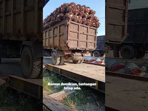 Harga CPO kembali menunjukkan tren positif—angin segar bagi sektor sawit 🌴📈 #fypシ