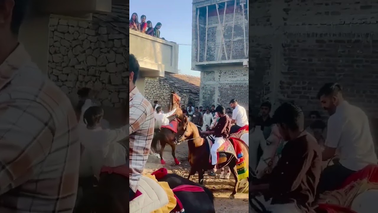 Kali turkha 🦅🐴🥰 kathiyawadi ghodi 🐴😍 fuleku ❤️