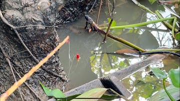 Tập 535 - Trở Lại Điểm Câu VIP Cùng Nữ Cần Thủ Giựt Toàn Cá Rô Mề Thấy Mê