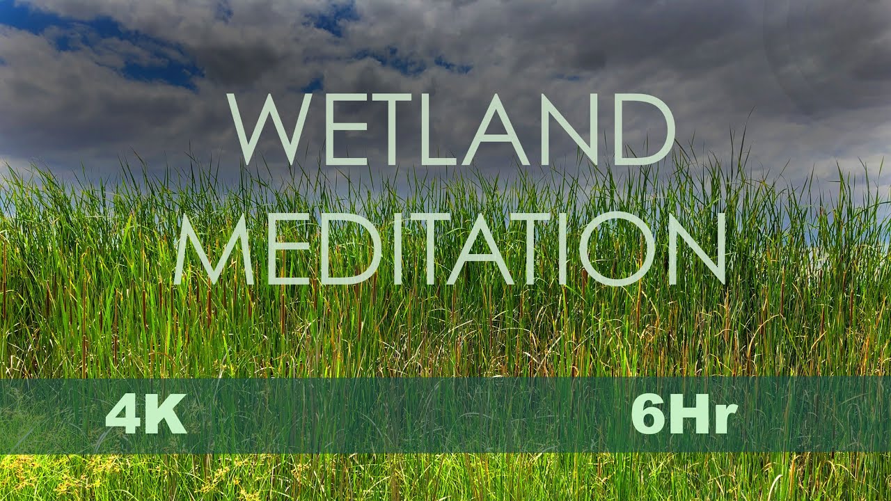Wetland Meditation: CE5 music to relax, chill, sleep, meditate & study w/Water & Birds