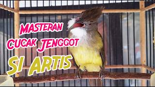MASTERAN CUCAK JENGGOT GACOR MBESET KASAR COCOK UNTUK MURAI BATU