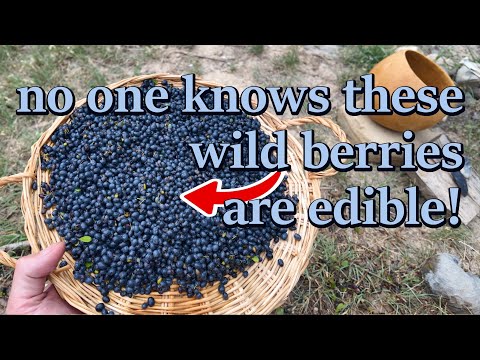 Native Uses of Stretchberry