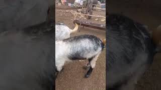 Kurbanlik Satişlarimiz Başlamiştir Ahmet Kurt 0533 260 15 87 Haber Metropol İsa Çakici