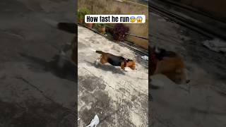 Download Lagu Beagle running so fast😱😨|JACK|#viral #trending #youtubeshorts #beagle #dog #reels #shorts #short MP3