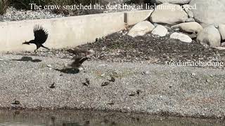 The crow snatched the duckling at lightning speed