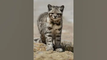 Андская кошка