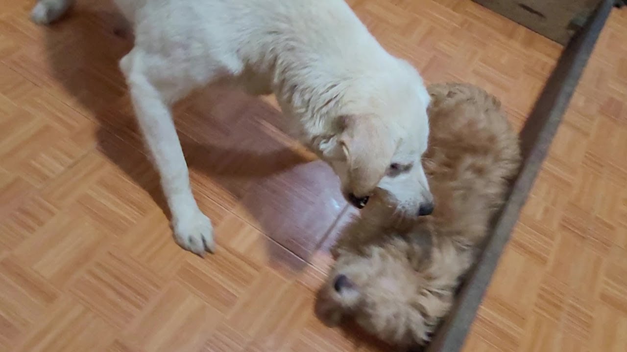 Angry Mother Dog Protects Orphan Puppy And Doesn't Let Puppies Approach ...