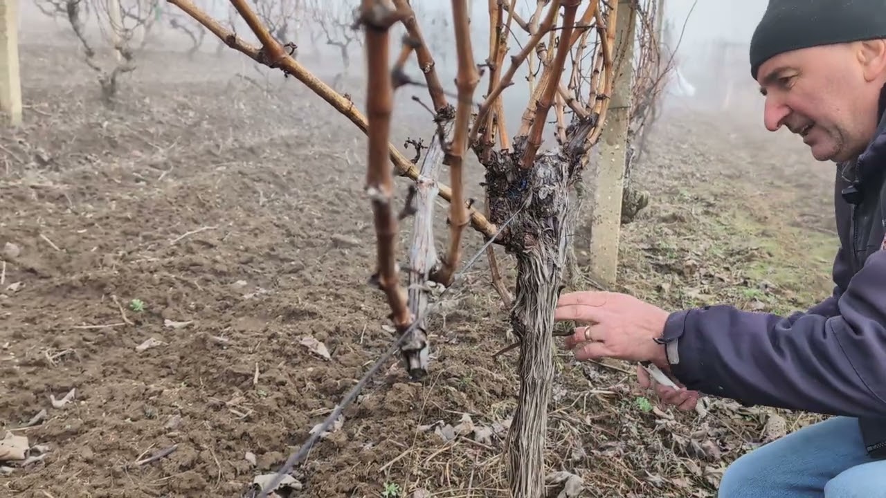 Tăierea Guyot dublu la o viță de Blaufränkisch (Burgund mare)