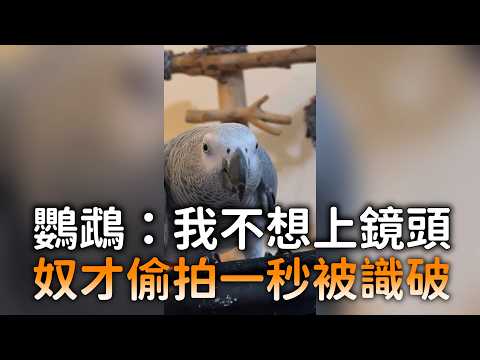 Parrot: I don't want to be on camera; owner gets caught immediately while sneaking a video | #ETt...
