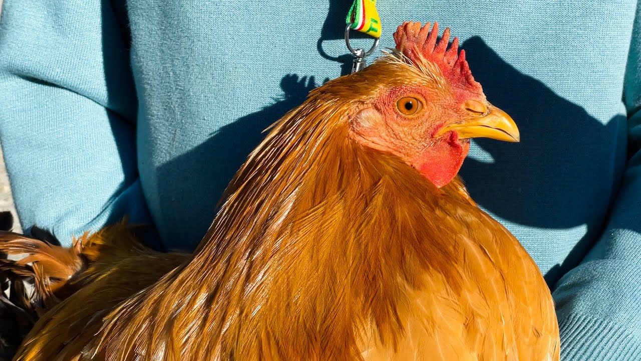 Real Cappone di Racconigi: inizia una nuova stagione di commercializzazione