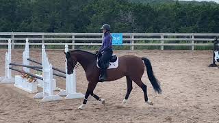 Flat work practice on equitation/hunter horse Teddy