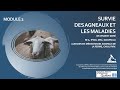 Formation en sant ovine  survie des agneaux  et les maladies module 2