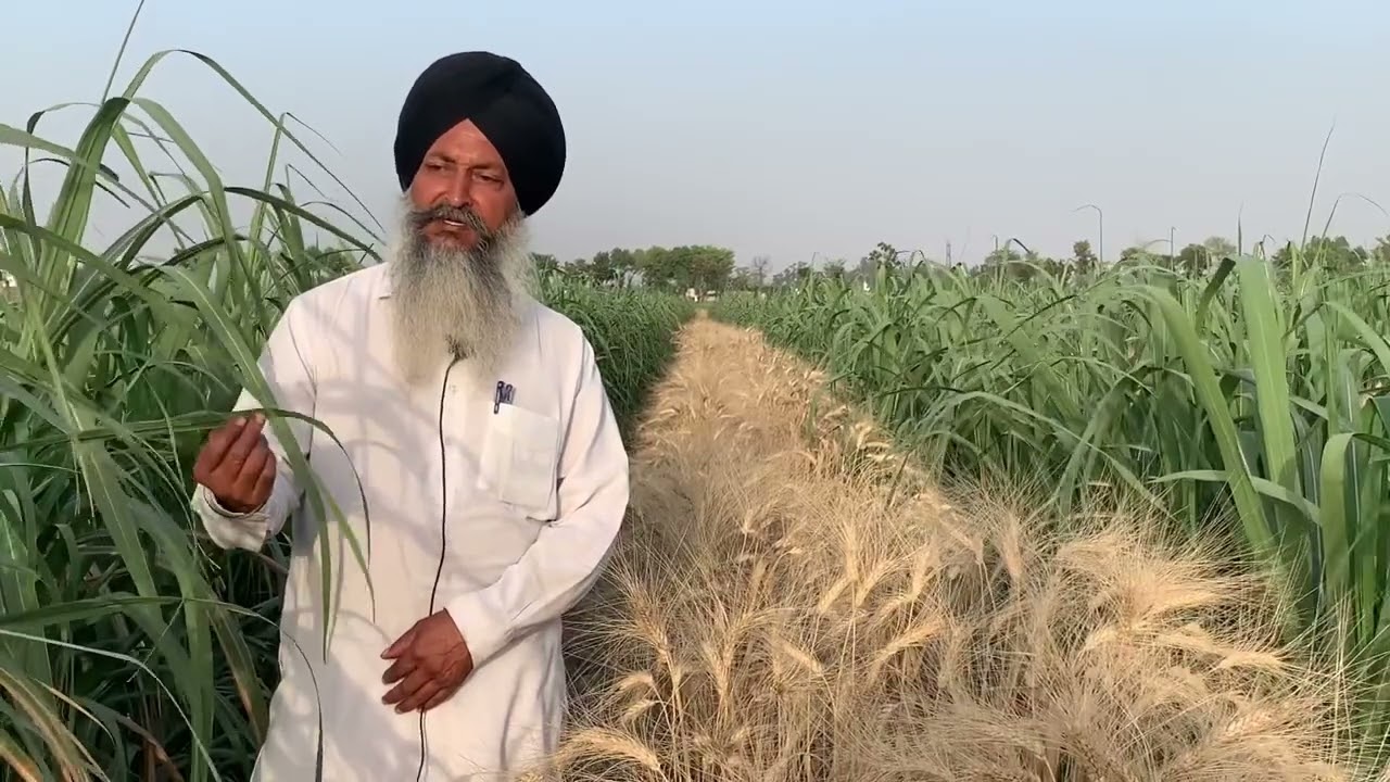Intercropping of wheat in sugarcane,after harvesting of cabbage and cucumber by good grow technique