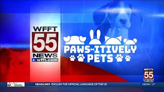 Paws-itively Pets: Shadow
