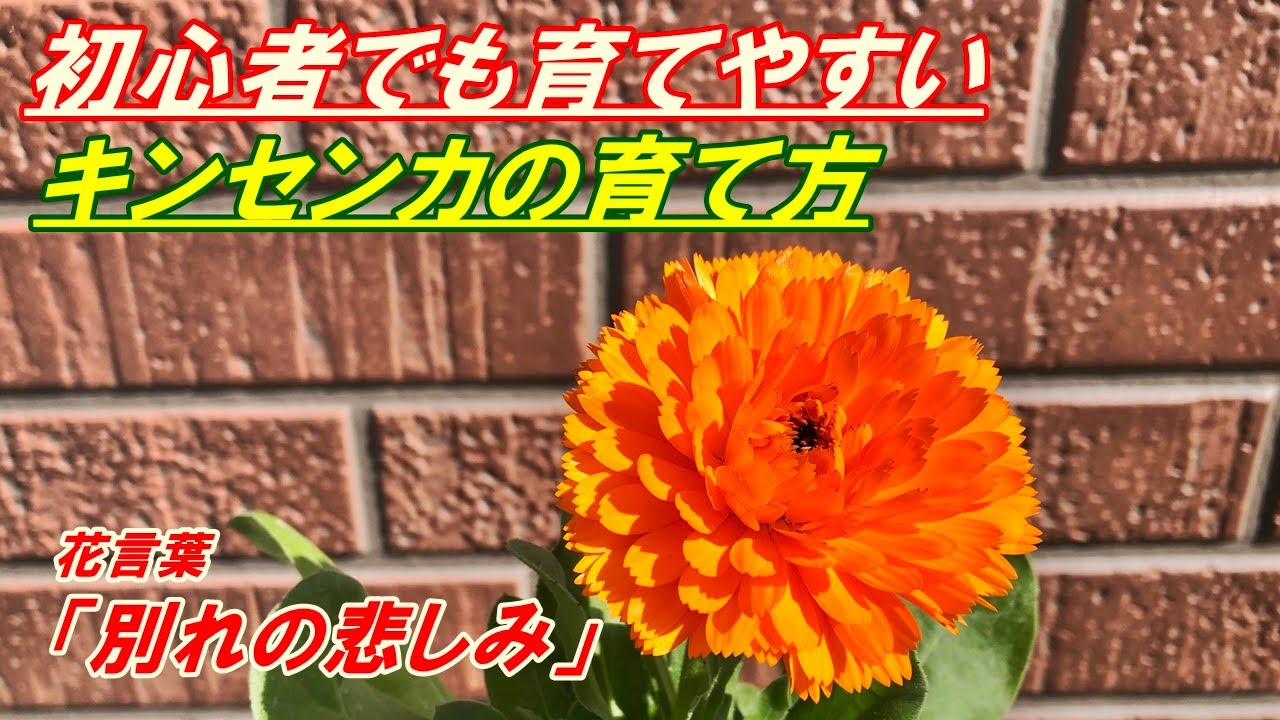 花】キンセンカの育て方・植え付け - YouTube