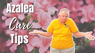 Azalea Care Tips | How to Plant Azaleas