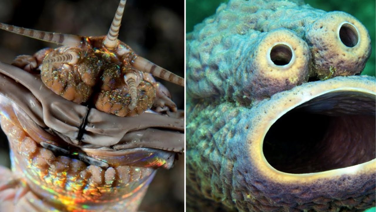 10 Creepy Sea Creatures You Didn't Know Existed! Top 10 Strangest Sea