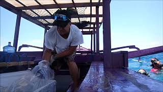 Gili Sharks Realeses At Gili Trawangan Indonesia