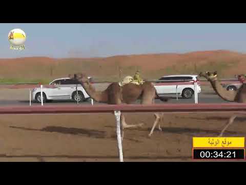 الشوط 13 جباره ل سيف بن مطوع الظاهري شارة الصندوق السبت 2019 03 16 بوسمرة فطامين