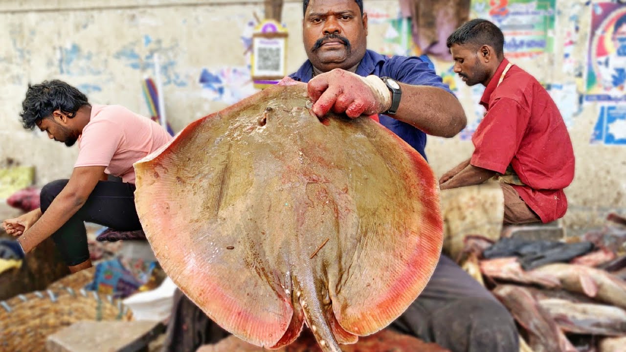 KASIMEDU 🔥 SPEED SELVAM | HUGE ROUND RAY FISH CUTTING VIDEO | 4K VIDEO | KM FISH CUTTING