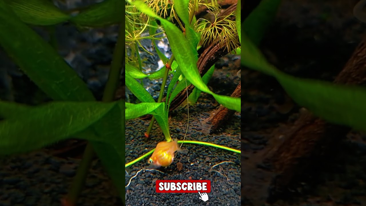 Beautiful Aquarium Videos 🐠 | Calming Sleep Background