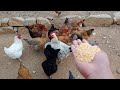 Por esta razn debes criar gallinas criollas y no ponedoras