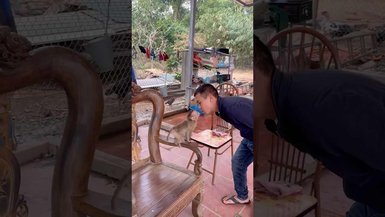 This is how the little monkey greets guests.😍😚so cute