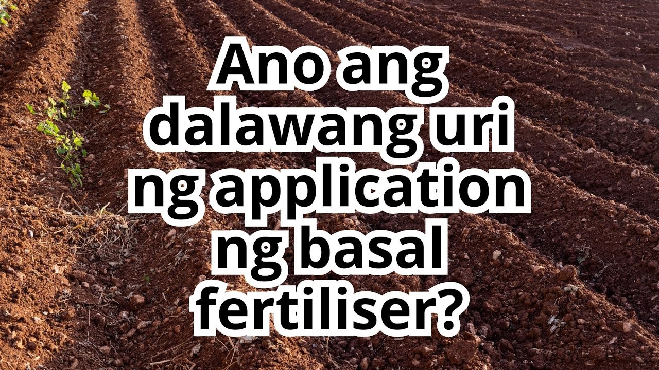 BASAL FERTILIZER APPLICATION: SURFACE OF THE SOIL AND BENEATH THE SOIL ...