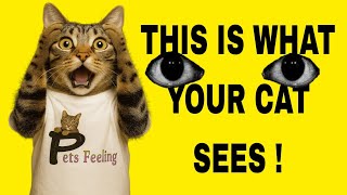 How Cats See Humans – Jaw-Dropping Secrets Every Pet Parent Must Know in 2025