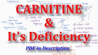 what is the difference between l arginine and l carnitine l carnitine l arginine l citrulline HXN L arginine 1000mg as Nitric Oxide  Supplement Enriching L carnitine and L Citrulline To Support Pre Workout,  Amino Energy, Muscle Growth, And