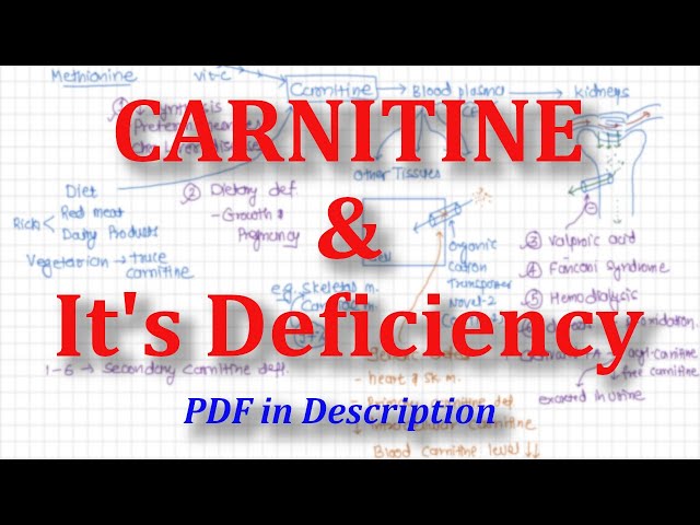 preworkout with l carnitine does it matter when you take l carnitine L-Carnitine vs Pre-Workout: Which Supplement Should preworkout with l carnitine does it matter when you take l carnitine L-Carnitine vs Pre-Workout: Which Supplement Should