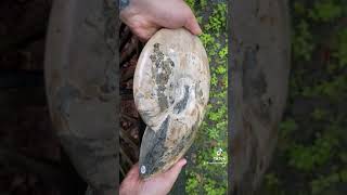 Ammonite - Opalized & Iridescent From Madagascar