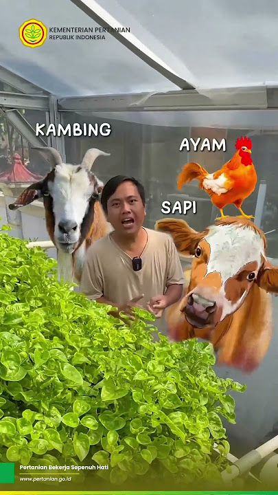 Pupuk untuk tanaman Aquaponik itu apa sih? #kementerianpertanian #pertanian