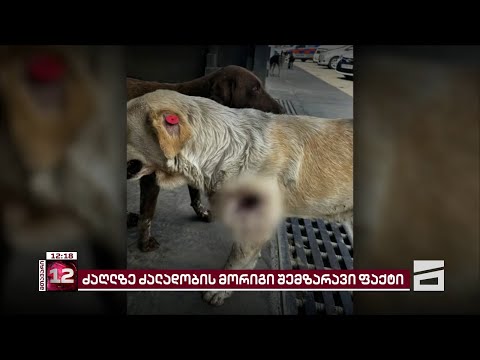 ცხოველის მიმართ სასტიკი მოპყრობის მორიგი ფაქტი იმერეთში