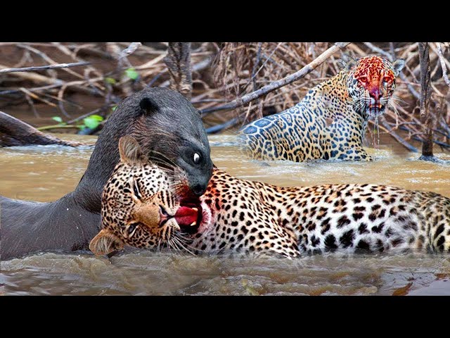 Jaguar vs Giant Otter Confrontation Ends with a Fatal Head Bite| Survival Battle class=