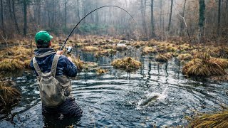 Bagnisko Skrywa Piękne Ryby Nowe Pb