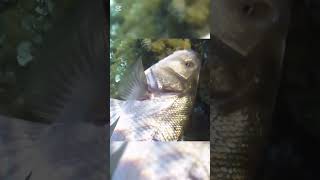 pesca de lubina esperando en superficie #pesca submarina #pesca#lubinas