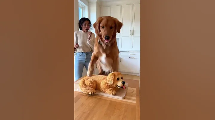 Dog and Cat Reaction to Cutting Cake 🤣- Funny Dog Cake