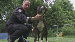 'Ruff' Rescue After Dog Gets Stuck At Great Falls In Paterson