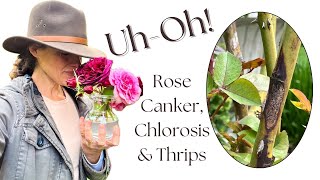 Rose Canker, Chlorosis & Thrips on my David Austins | Here She Grows