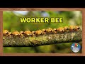 Minuscule - Honey Fly