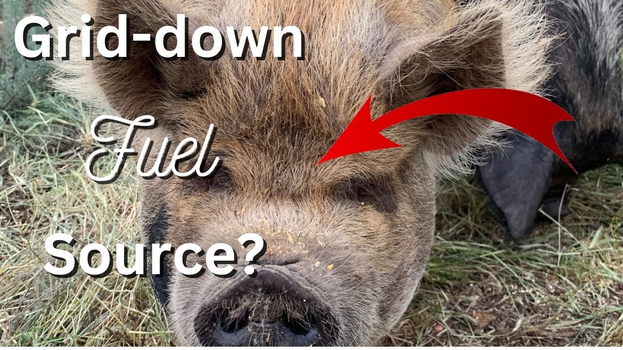 Can You Run A Tractor On Pigs YouTube can-you-run-a-tractor-on-pigs-youtube