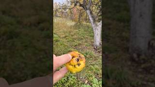 магическое чудо  яблоко силы #брест #чудо #яблоко #яблоня #урожай2025