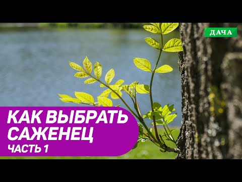 Энциклопедия садовода Как выбрать качественный саженец. Часть 1.