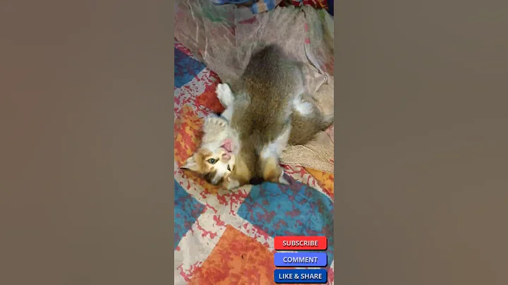 Watch the video about Cute Kittens 😻 funny cats fighting 🥰 #cathouse Episode 1