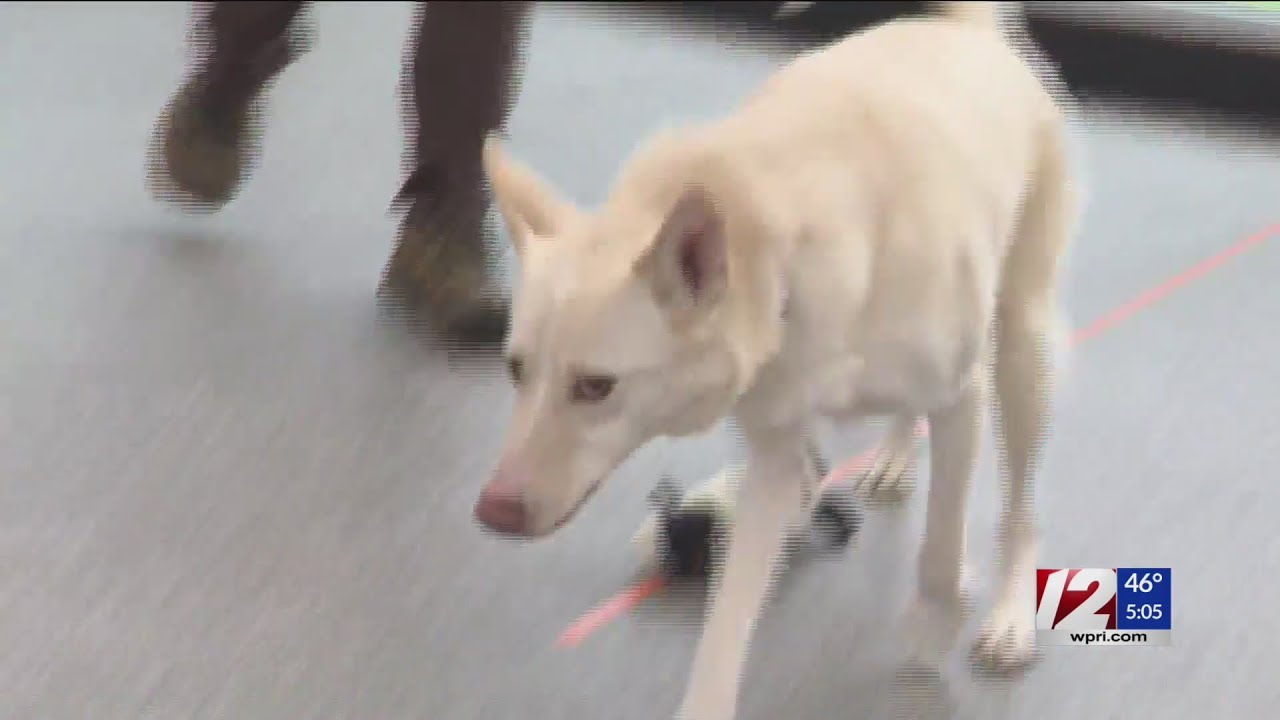 RISPCA: Tiverton woman who had 34 dogs will likely be charged