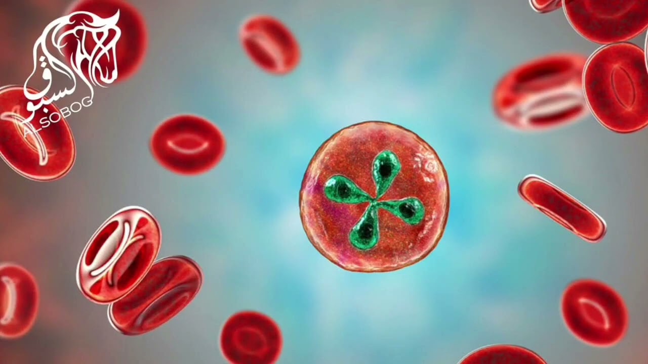 البابيزيا في الخيل