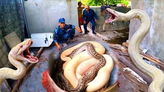 Brave Hunters Rescues Young Girl from 3 Giant White Golden Python in Abandoned House