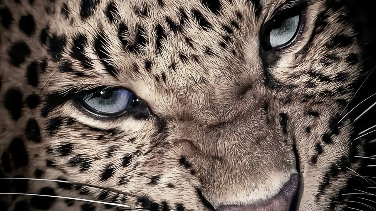 Nur - ‘Darling’ (Türkçe Çeviri)