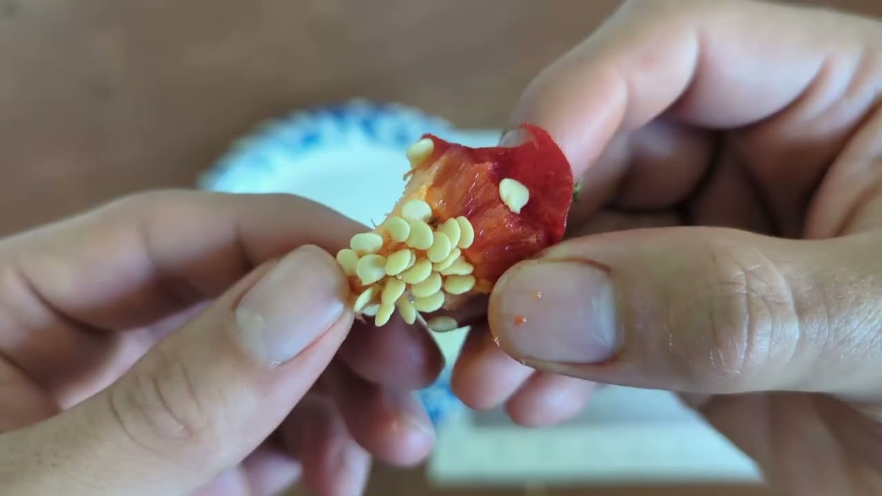 How to Save Pepper Seeds